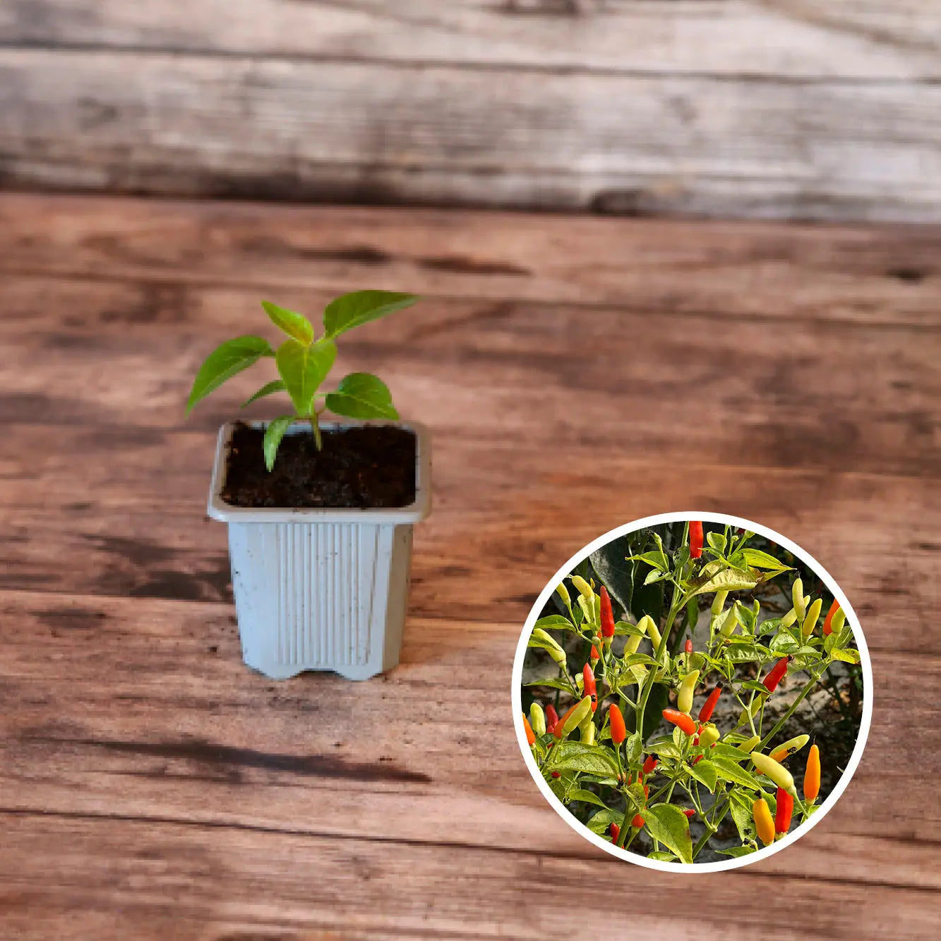 ferme-de-sainte-marthe-piment-tabasco-plant-bio-fort image 1