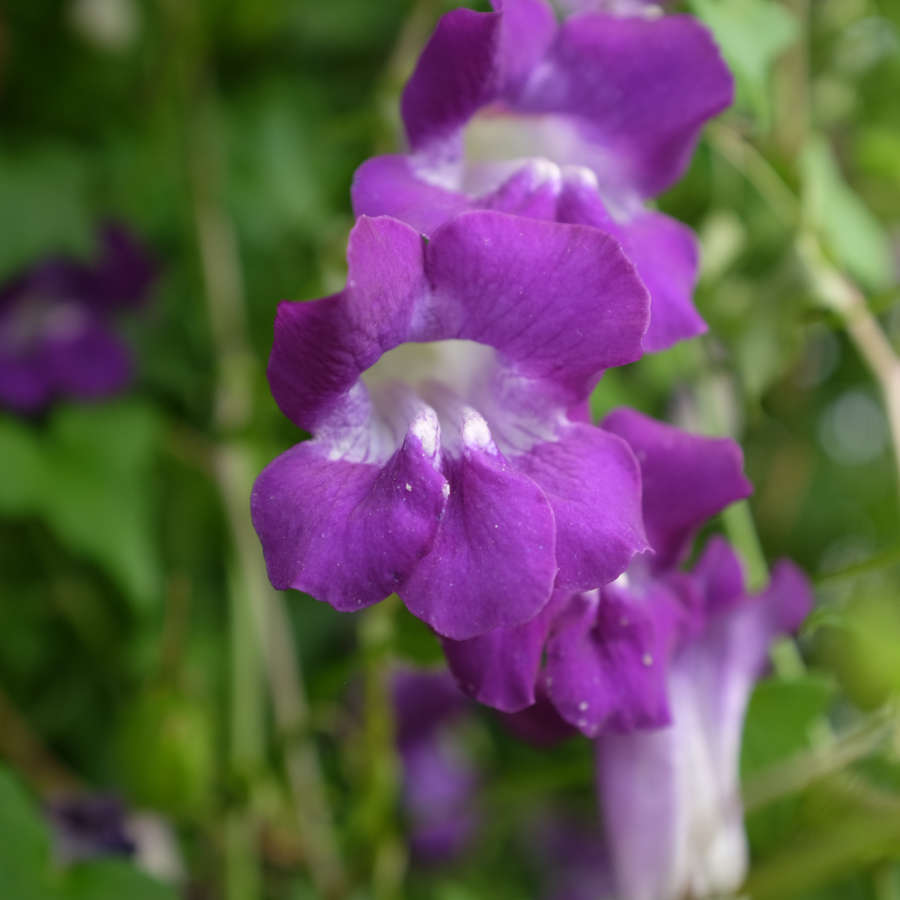 la-bo-te-graines-asarine-violette-graines-fleurs-bio-grimpante image 1