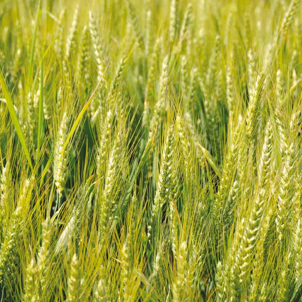 ferme-de-sainte-marthe-triticale-graines-bio-sachet-150-g image 1