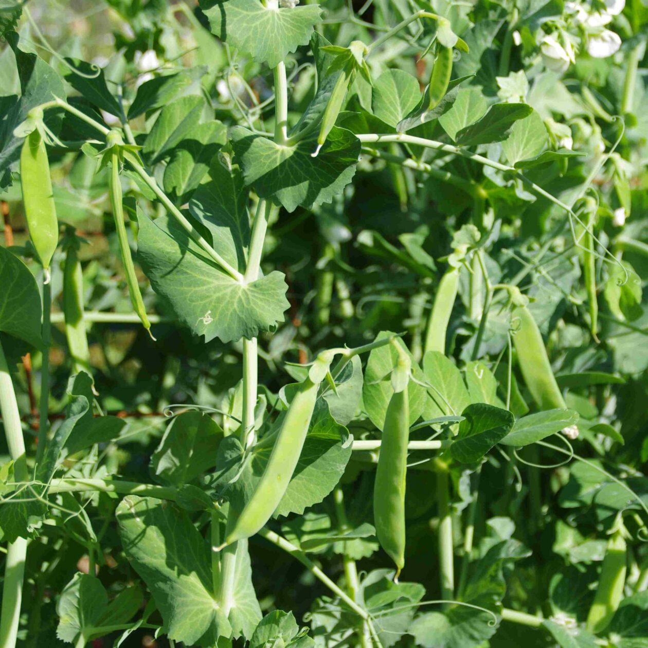 les-semences-de-l-ombelle-pois-normand-graines-mangetout-bio image 1