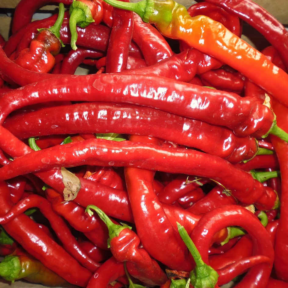 la-bo-te-graines-piment-guindilla-graines-bio-doux-vinaigre image 3