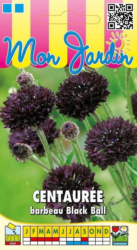 graines-bocquet-black-ball-graines-centaur-e-barbeau-noire-2g image 1