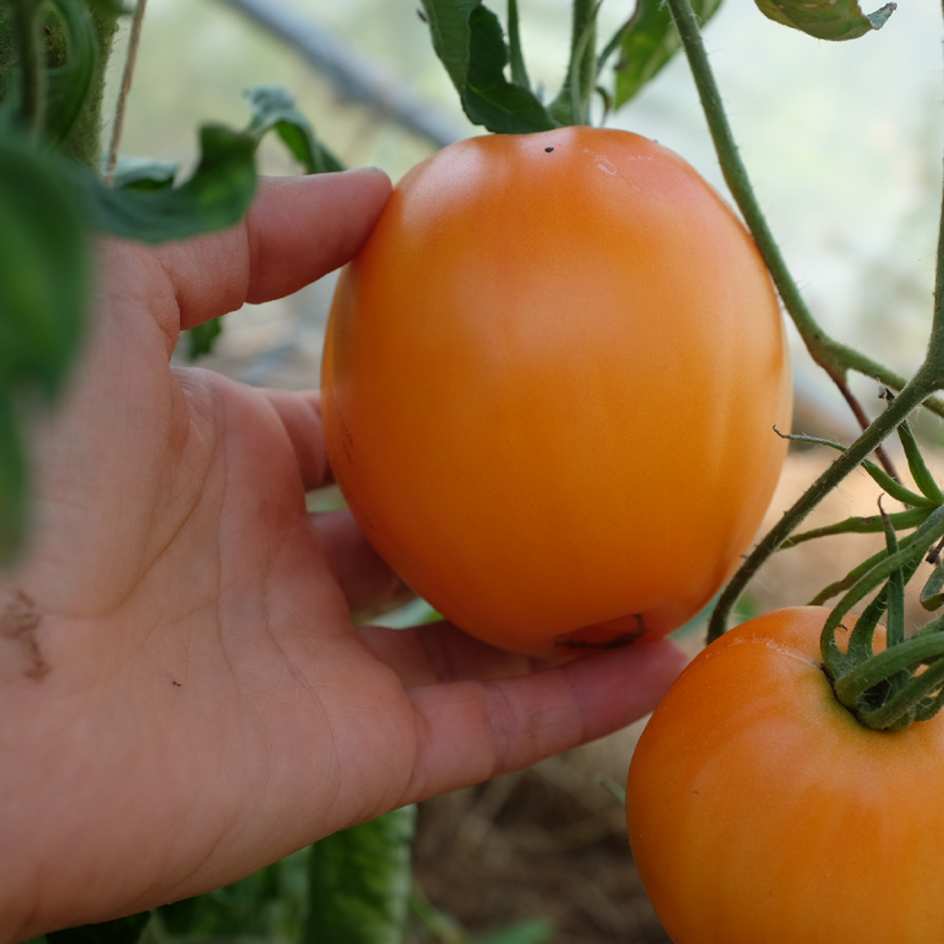 la-bo-te-graines-mangue-tomate-bio-orange-sucr-e image 3