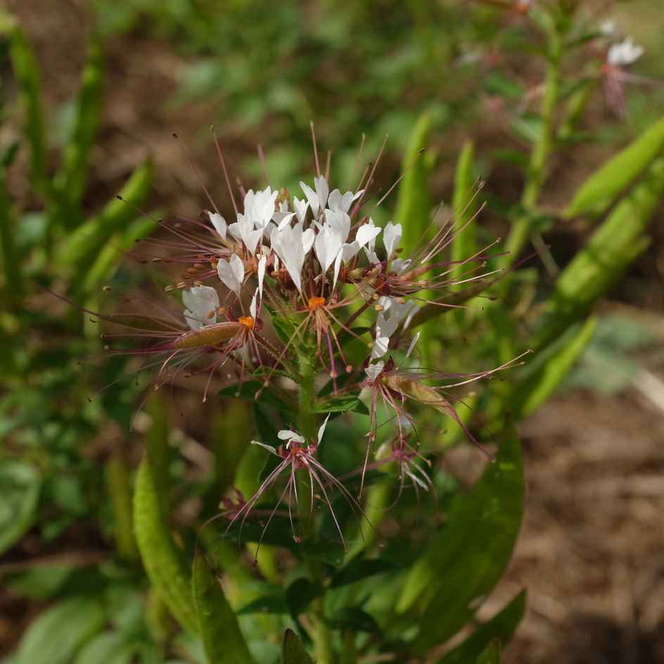 la-bo-te-graines-cleome-marshalli-white-spider-graines-bio image 1