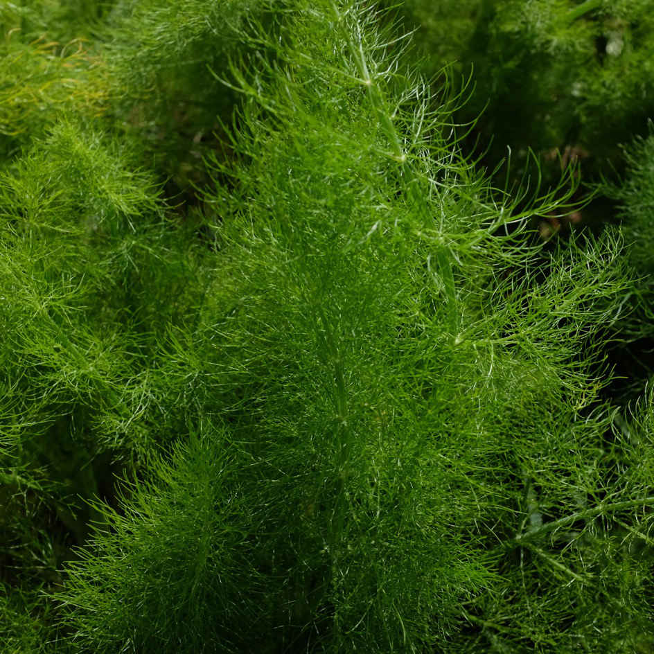 la-bo-te-graines-fenouil-finale-graines-l-gumes-bio image 2