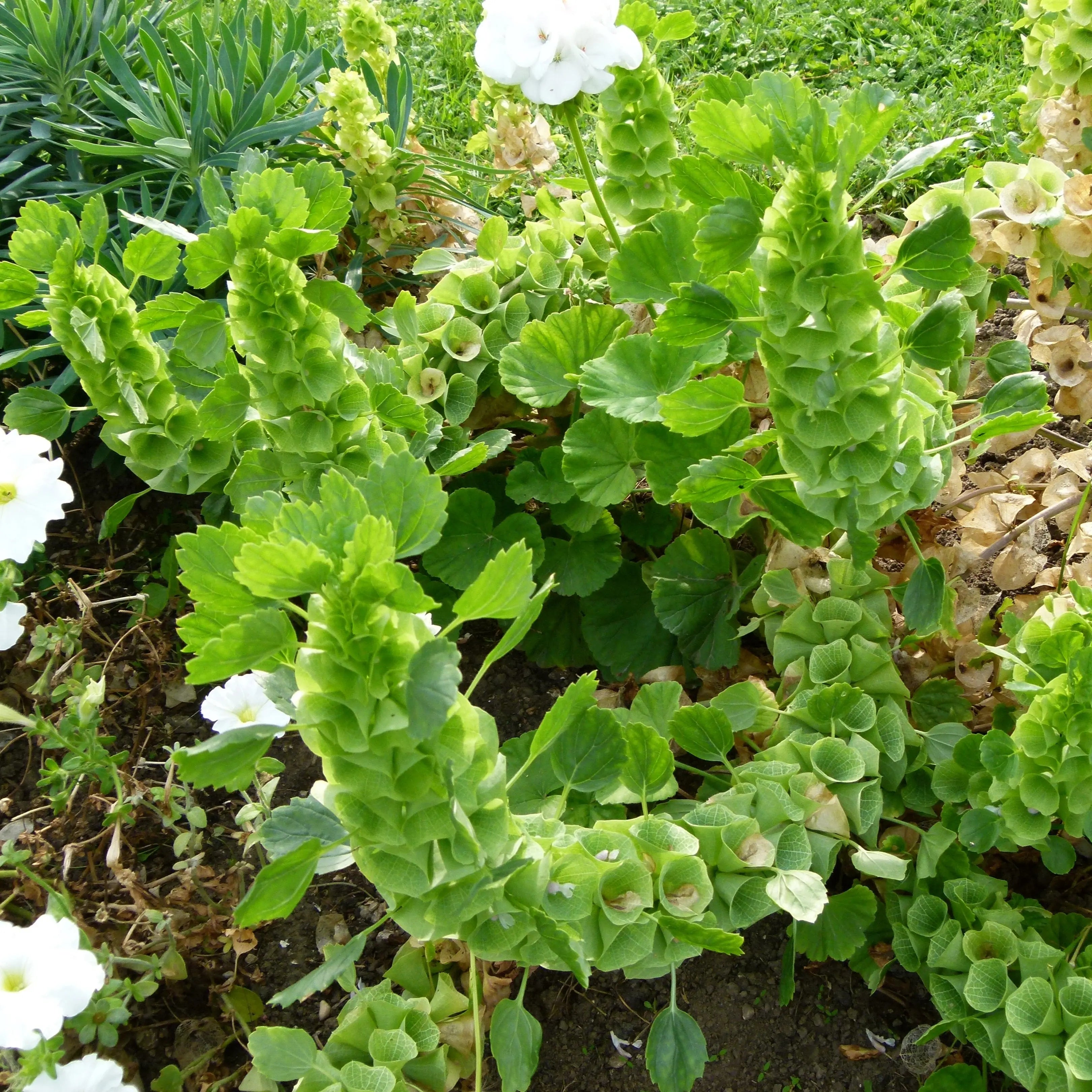 ferme-de-sainte-marthe-molucelle-graines-de-fleurs-bio-annuelles image 2