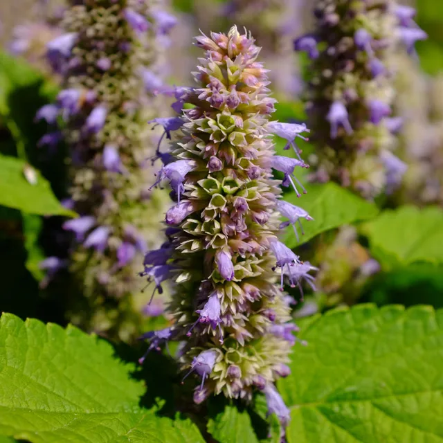 la-bo-te-graines-agastache-golden-jubil-e-graines-bio-r-glisse image 1