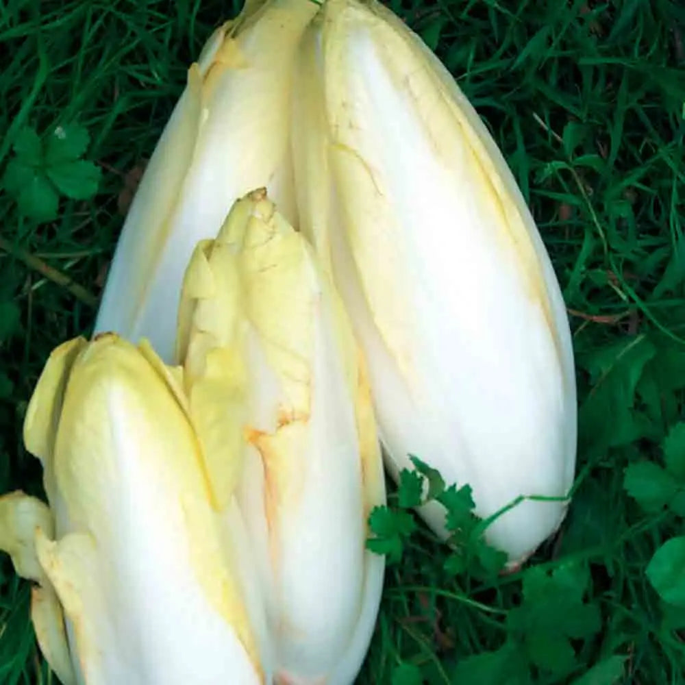 ferme-de-sainte-marthe-malines-graines-endive-bio-sachet-ancienne image 1