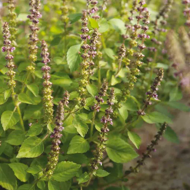 ferme-de-sainte-marthe-basilic-sacr-tulsi-graines-bio image 1
