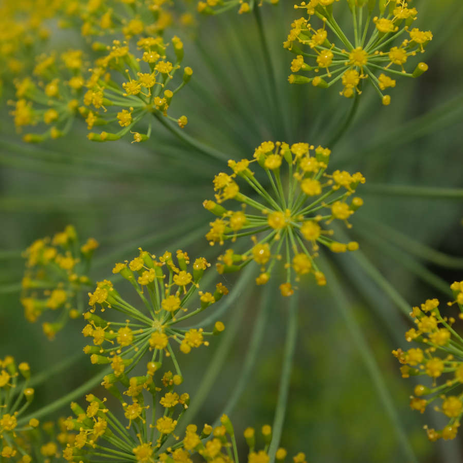 la-bo-te-graines-aneth-graines-aromatiques-bio-condiment image 1