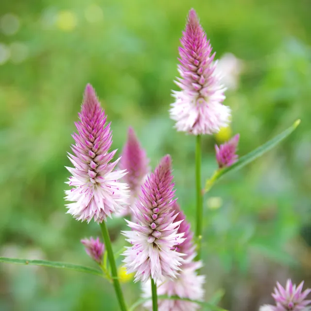 les-semences-de-l-ombelle-c-losie-flamingo-graines-fleurs-bio image 1
