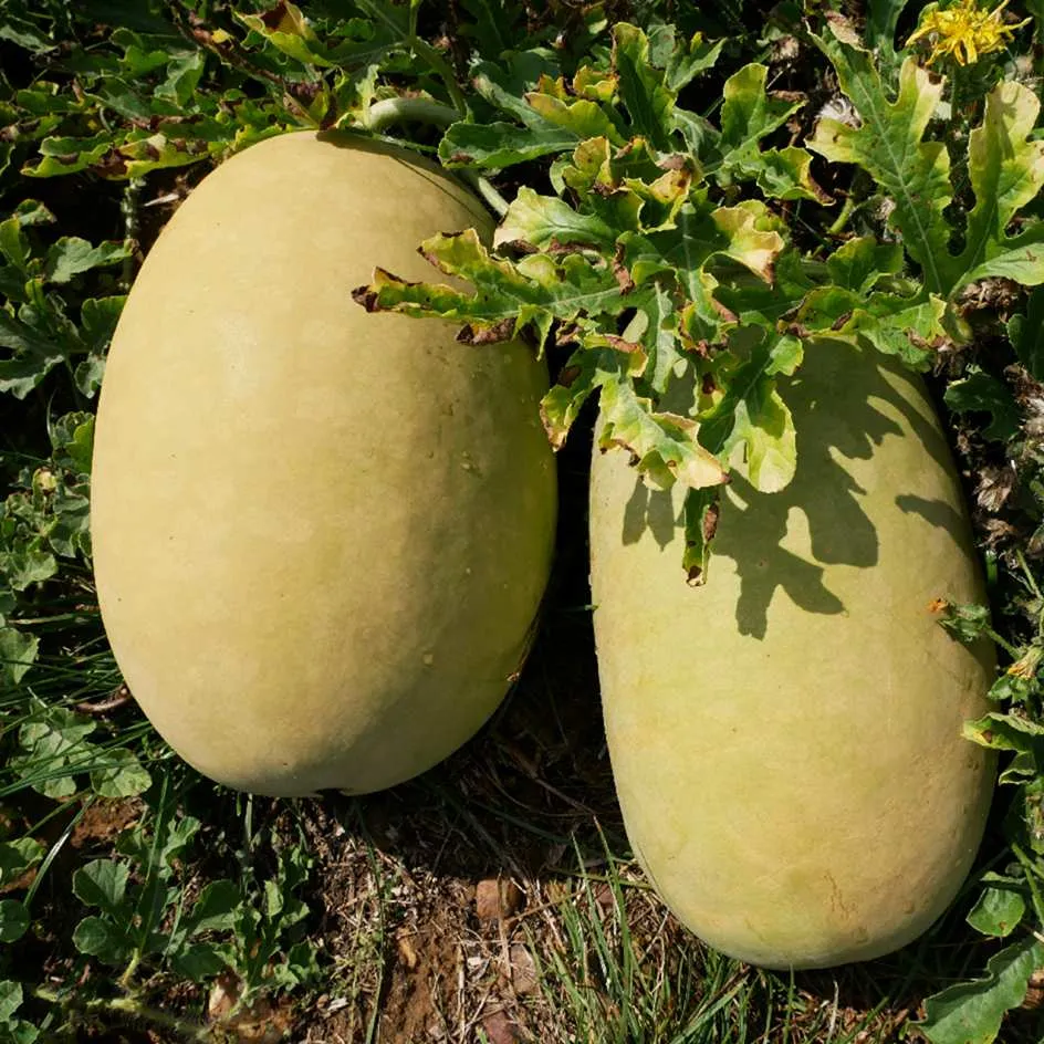 la-bo-te-graines-past-que-confire-graines-l-gumes-fruit-4-kg image 1