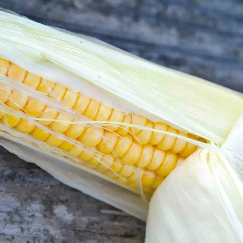 ferme-de-sainte-marthe-ma-s-golden-bantam-graines-bio image 1