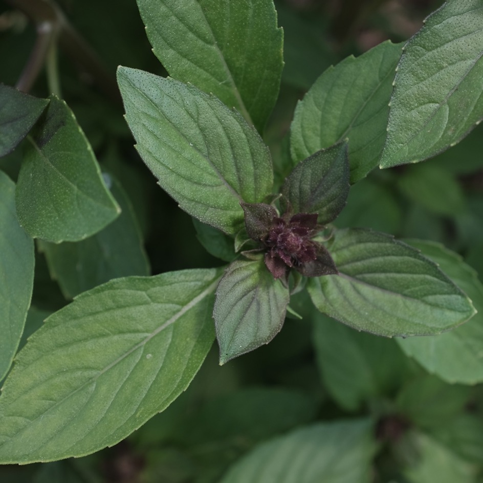 la-bo-te-graines-basilic-magical-micka-l-graines-aromatiques-bio image 1