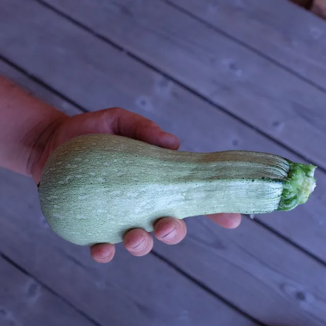 la-bo-te-graines-courgette-ortolana-di-faenza-bio-graines-fondante image 1