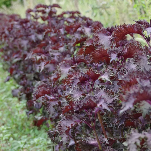 les-semences-de-l-ombelle-perilla-pourpre-shiso-graines-bio image 1
