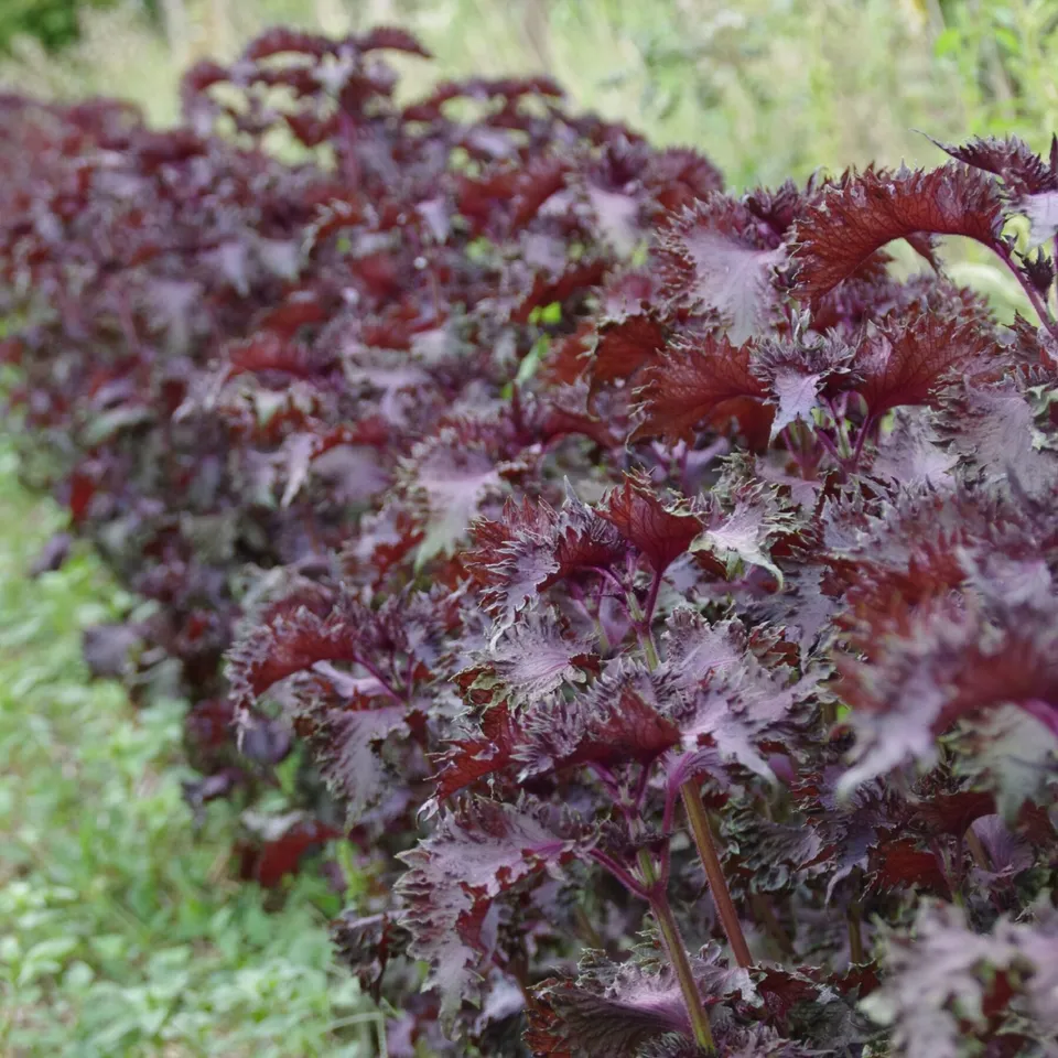 les-semences-de-l-ombelle-perilla-pourpre-shiso-graines-bio image 1