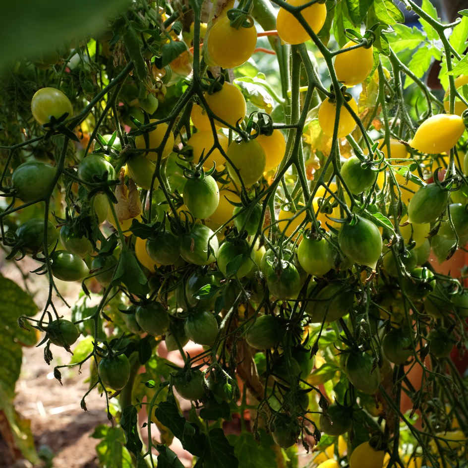 la-bo-te-graines-barry-s-crazy-cherry-graines-tomate-bio-jaune image 4