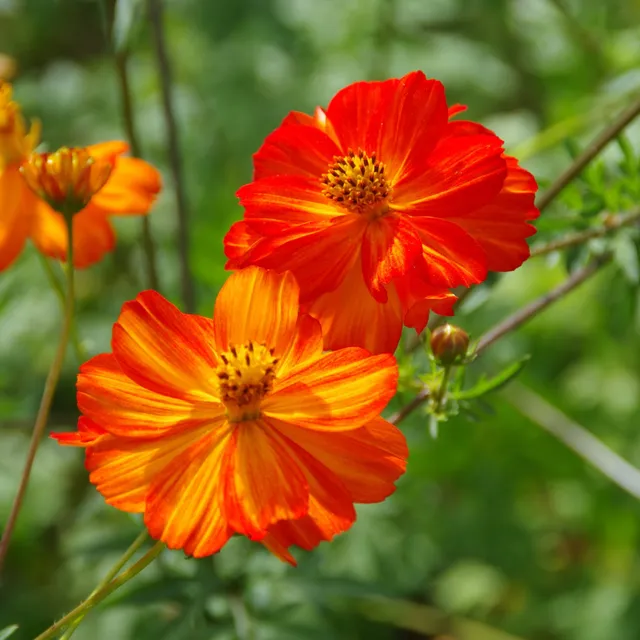 les-semences-de-l-ombelle-cosmos-red-junny-graines-bio image 1