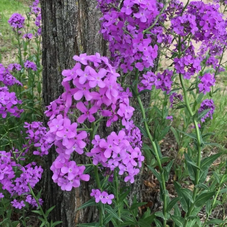 les-semences-de-l-ombelle-julienne-des-dames-graines-fleurs image 1