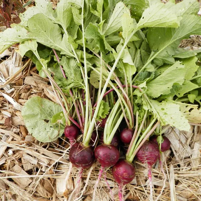 la-bo-te-graines-radis-malaga-bio-graines-radis-violet-rond image 1