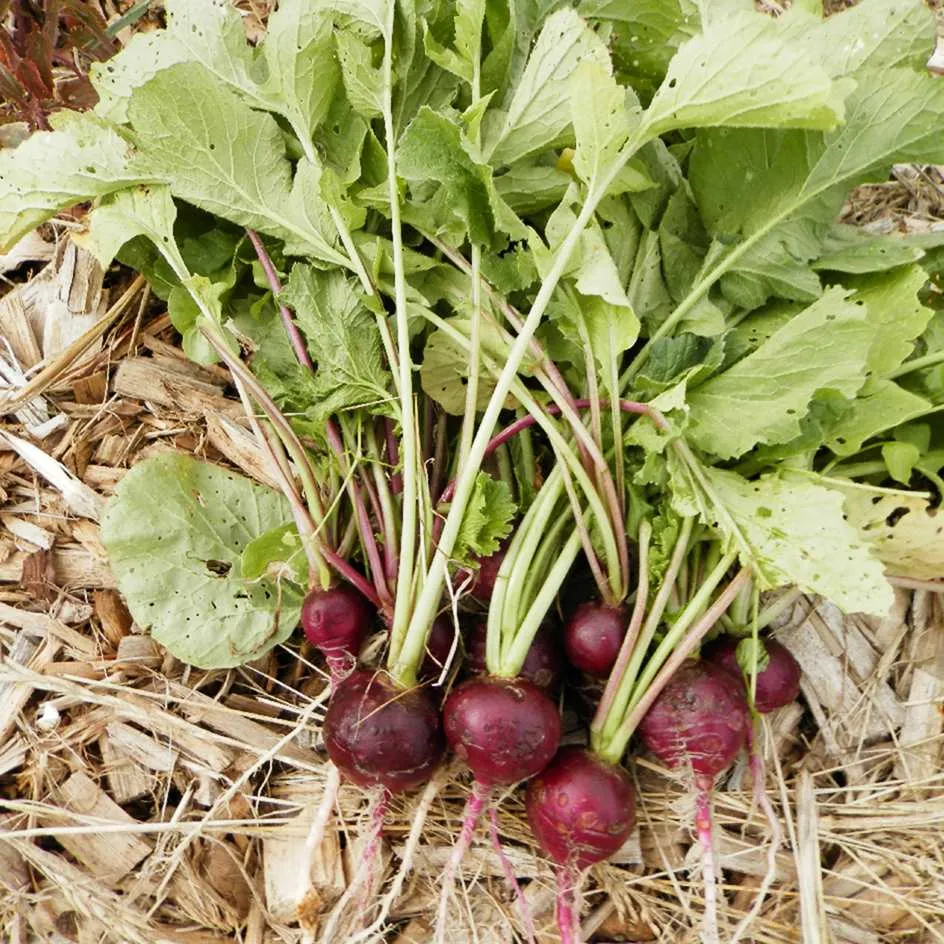 la-bo-te-graines-radis-malaga-bio-graines-radis-violet-rond image 1