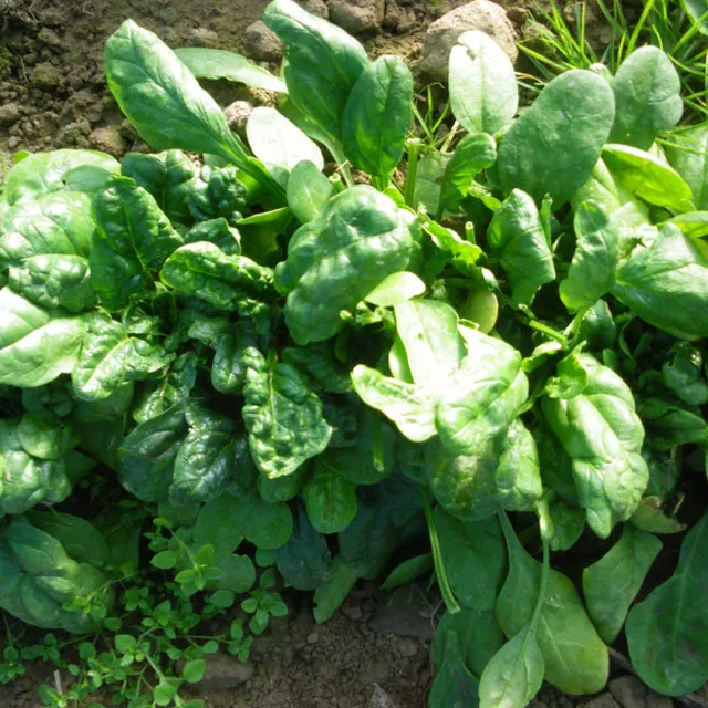 la-bo-te-graines-graines-l-gumes-pinard-g-ant-d-hiver-bio-rustique image 1