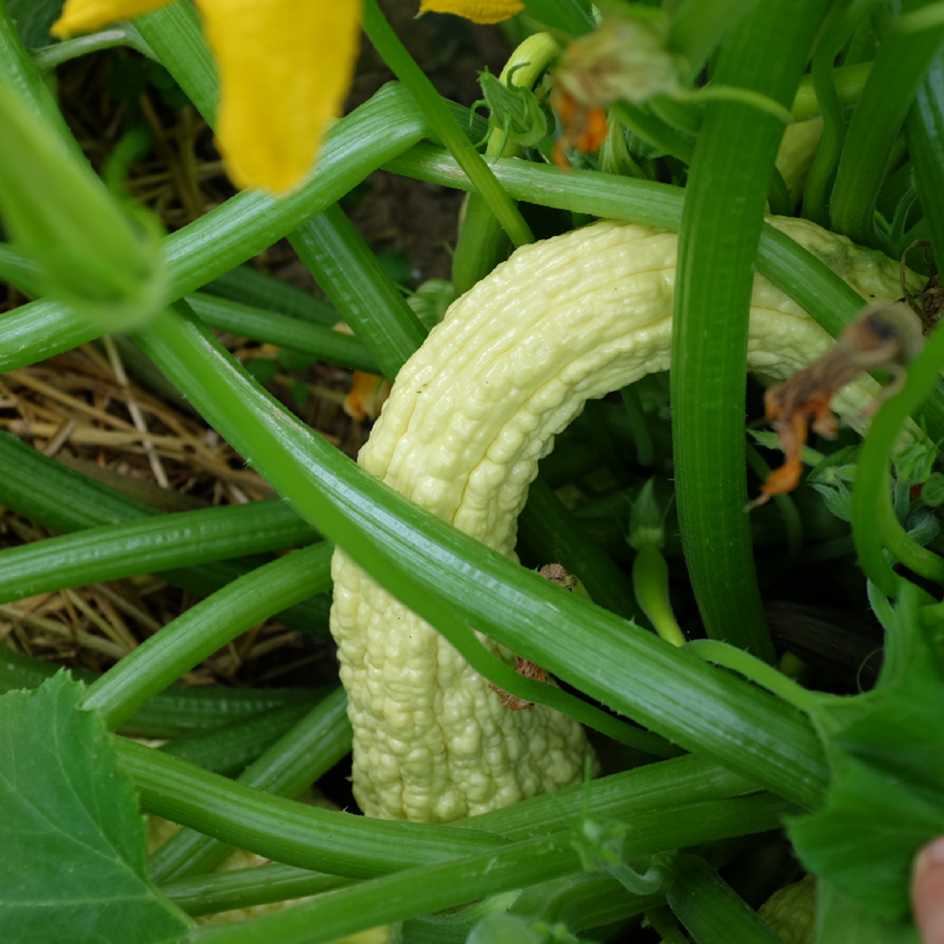 la-bo-te-graines-courgette-rugosa-friulana-graines-bio image 5