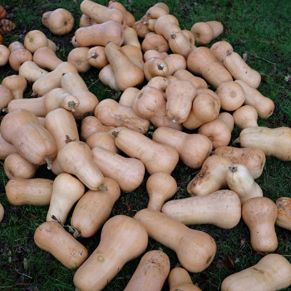 la-bo-te-graines-courge-butternut-graines-l-gumes-bio-sucr-e image 4