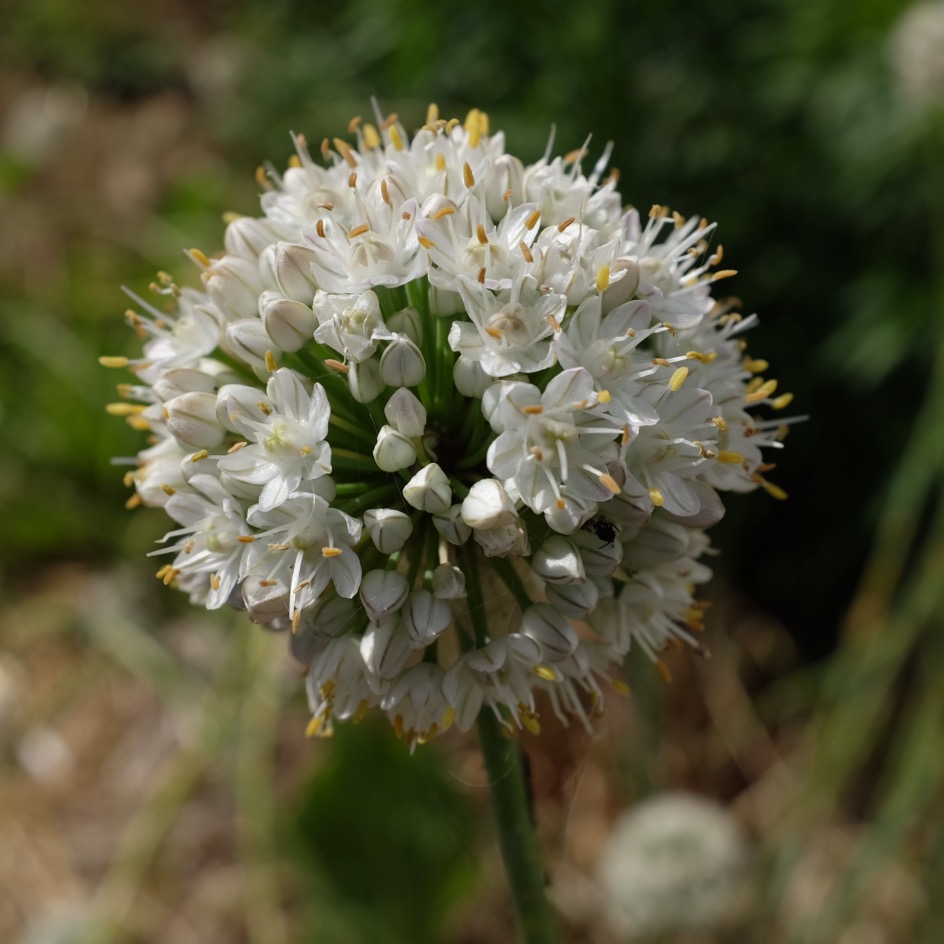 la-bo-te-graines-cive-perp-tuelle-ciboule-bio-graines-aromatiques image 4