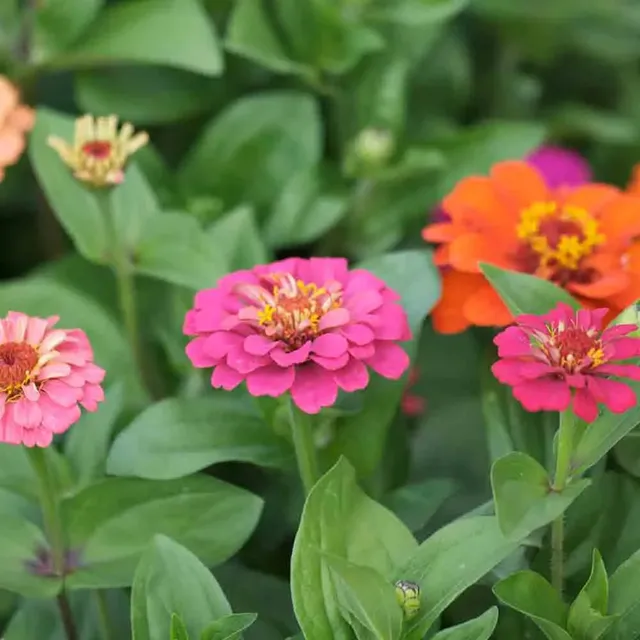 ferme-de-sainte-marthe-lilliput-graines-zinnia-bio-vari-es image 1