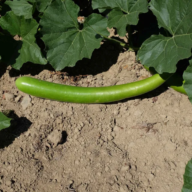 la-bo-te-graines-gourde-cucuzzi-bio-graines-italienne-comestible image 1