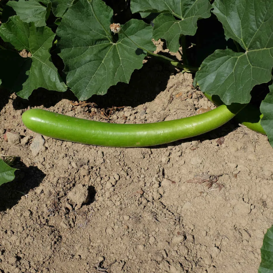la-bo-te-graines-gourde-cucuzzi-bio-graines-italienne-comestible image 1
