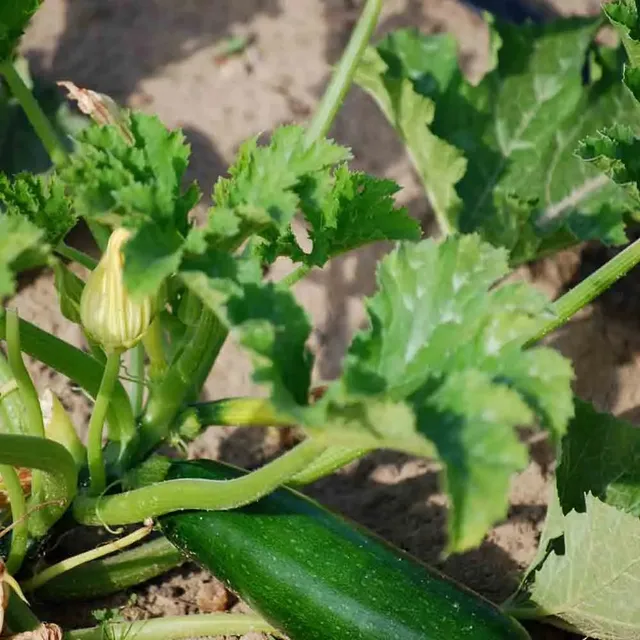 ferme-sainte-marthe-courgette-verte-de-milan-graines-bio-productive image 1