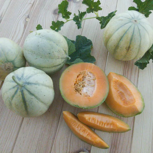 la-bo-te-graines-graines-l-gumes-melon-cantaloup-v-drantais-graines-bio image 1