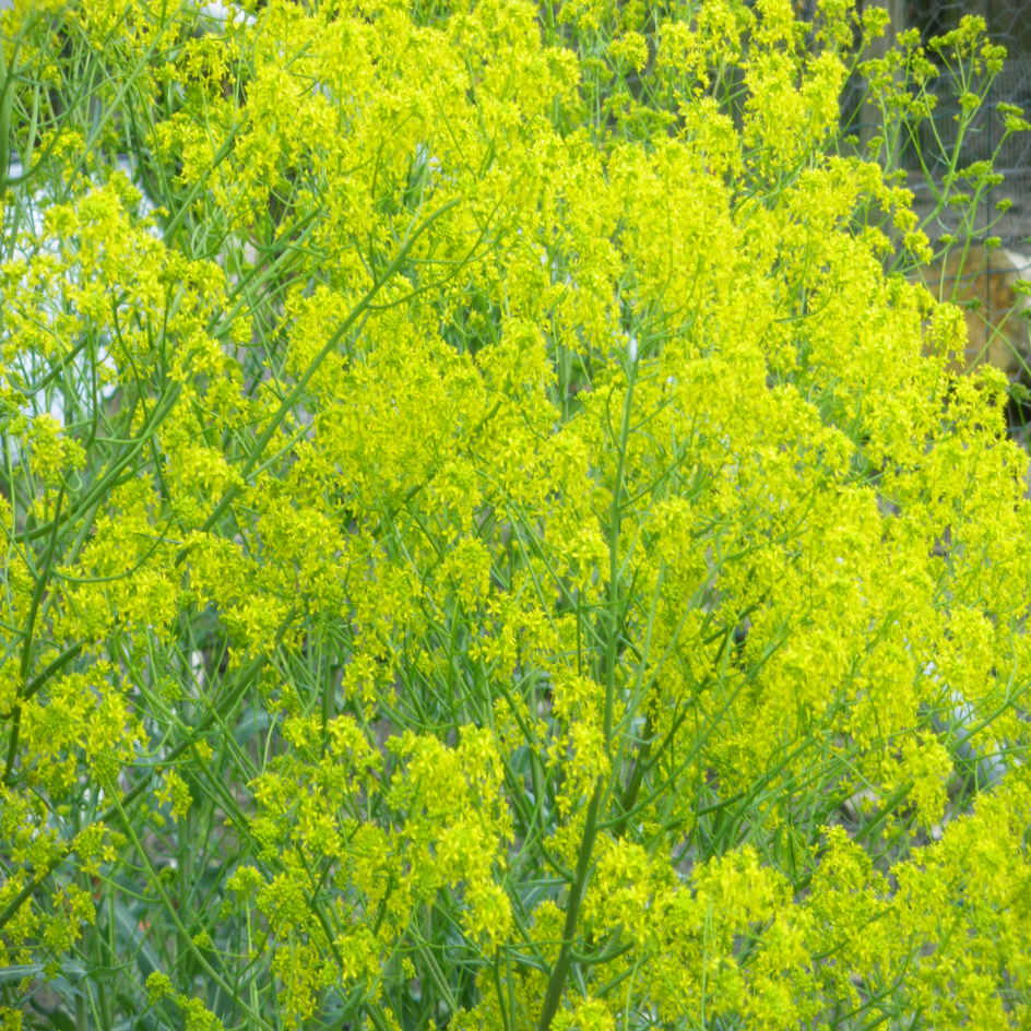 la-bo-te-graines-graines-fleurs-pastel-des-teinturiers-graines-bio image 2