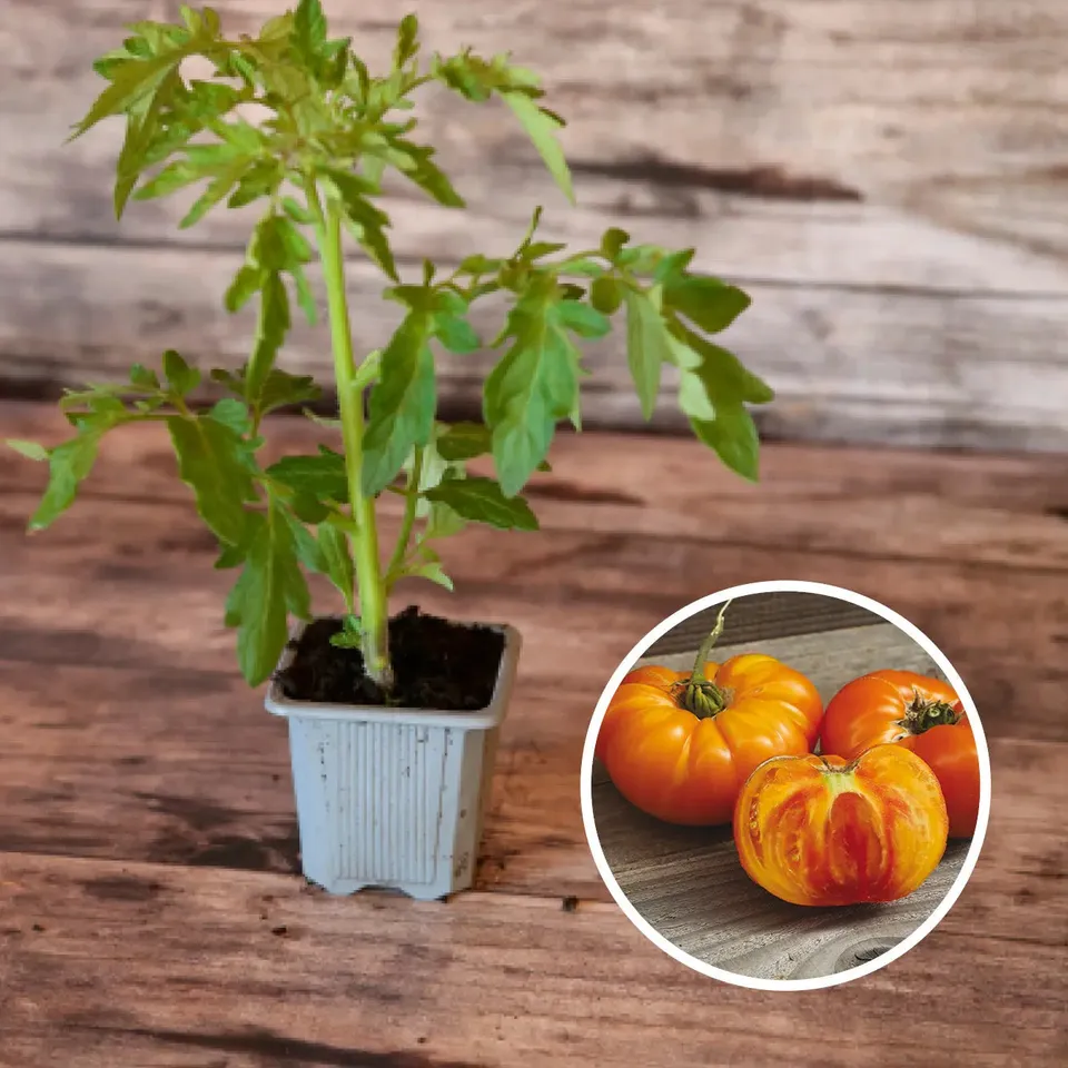 ferme-de-sainte-marthe-tomate-ananas-plant-bio-sucr image 1