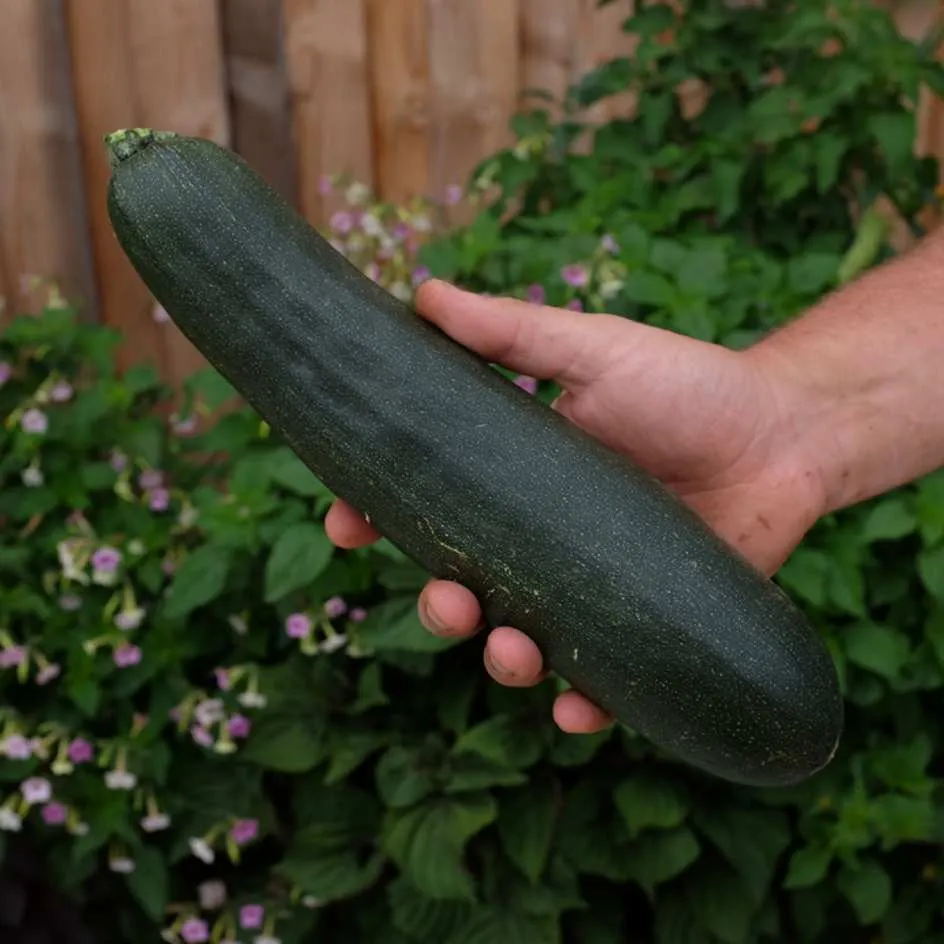 la-bo-te-graines-graines-l-gumes-courgette-ola-escaladora-bio-grimpante image 1