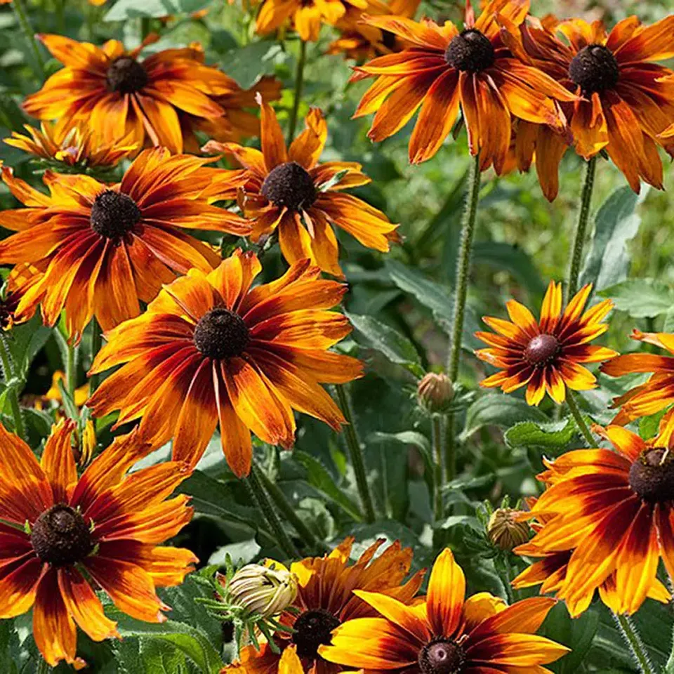 ferme-de-sainte-marthe-rudbeckia-chocolate-orange-graines-fleurs-orange image 1