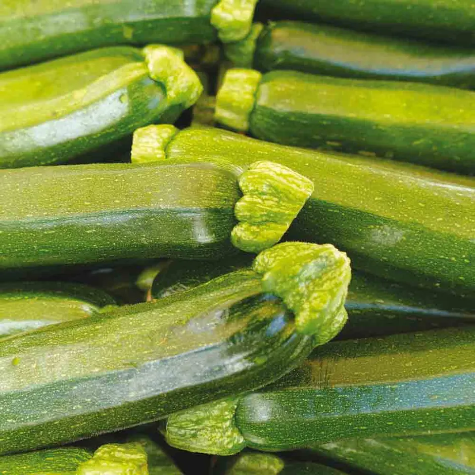 ferme-sainte-marthe-courgette-mutabile-graines-bio-sachet-ab image 1