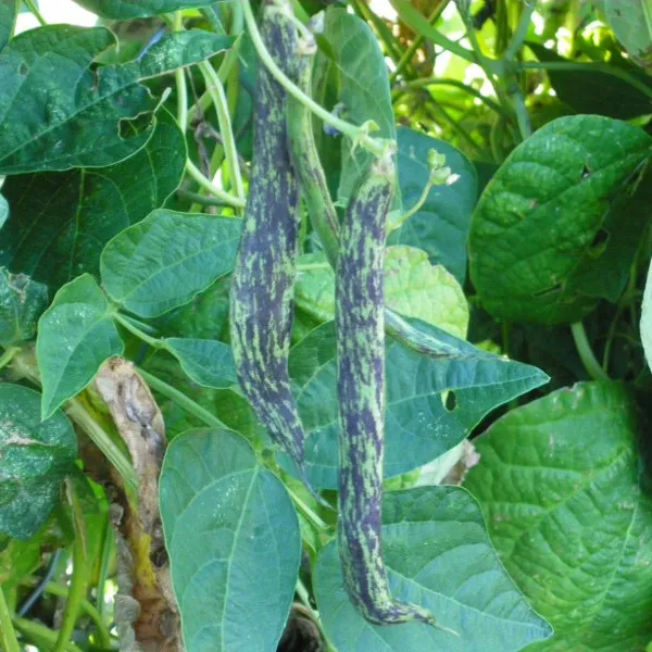la-bo-te-graines-haricot-selma-z-bre-bio-graines-mangetout image 1
