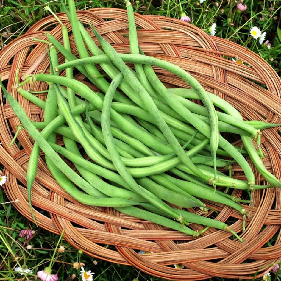 la-bo-te-graines-haricot-triomphe-de-farcy-bio-graines-l-gumes image 1