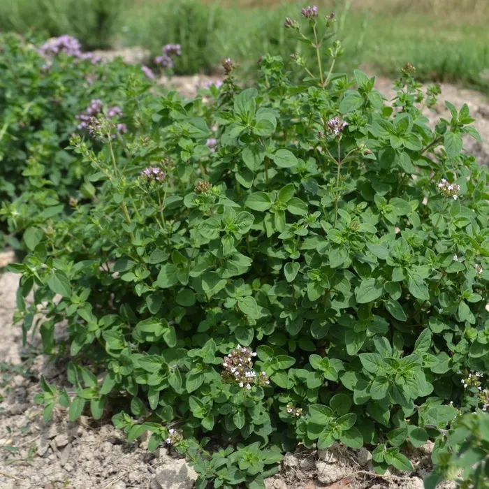 les-semences-de-l-ombelle-origan-officinal-bio-graines-aromatiques image 1