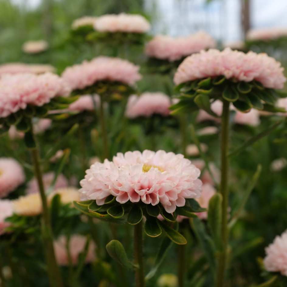 la-bo-te-graines-reine-marguerite-matsumoto-abricot-bio-graines-bouquet image 2