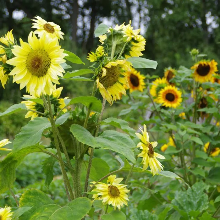 les-semences-de-l-ombelle-tournesol-multifleurs-graines-bio-plein-soleil image 1