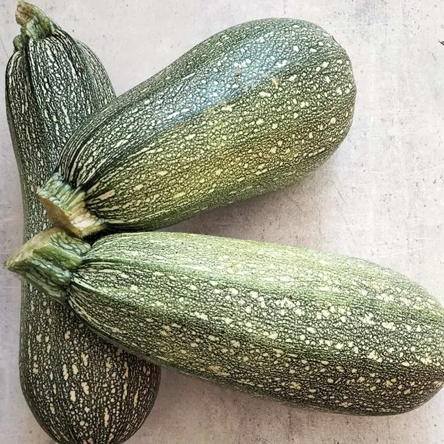 la-bo-te-graines-courgette-petite-grise-de-provence-bio-graines image 1