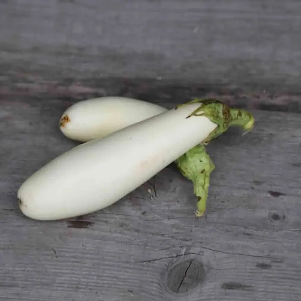 ferme-de-sainte-marthe-aubergine-longue-blanche-ab-graines-bio image 1