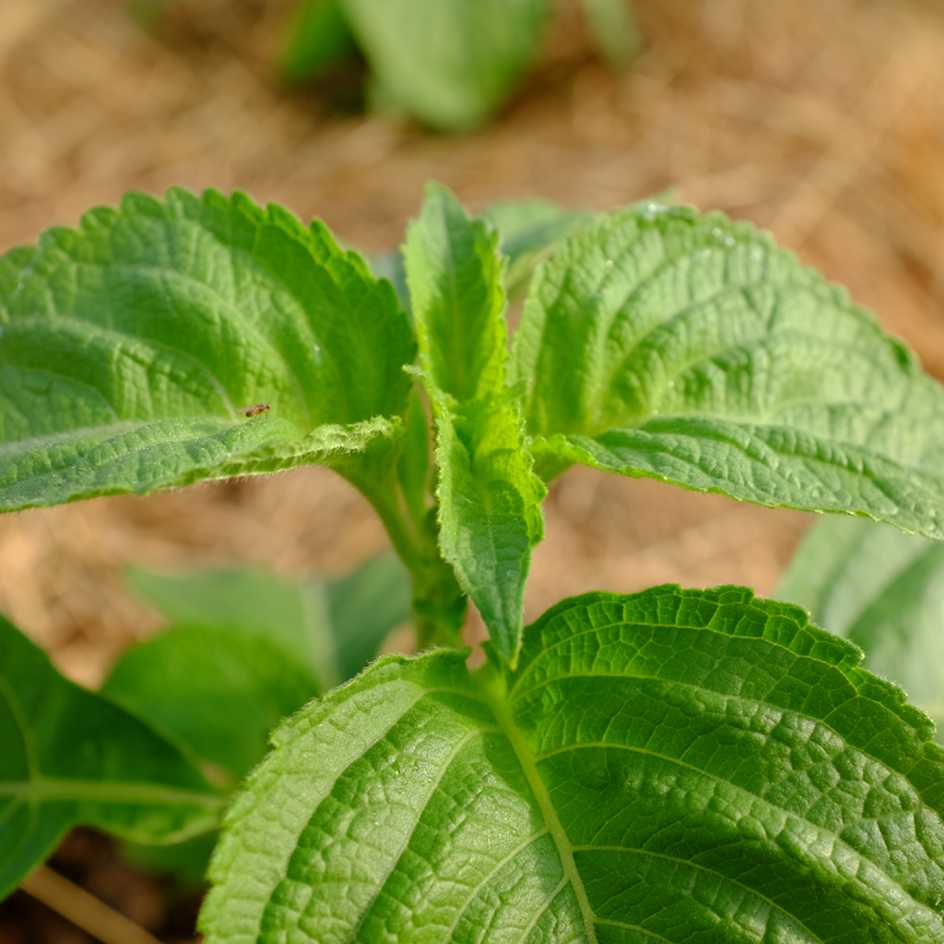 la-bo-te-graines-basilic-clou-de-girofle-graines-aromatiques-bio image 5
