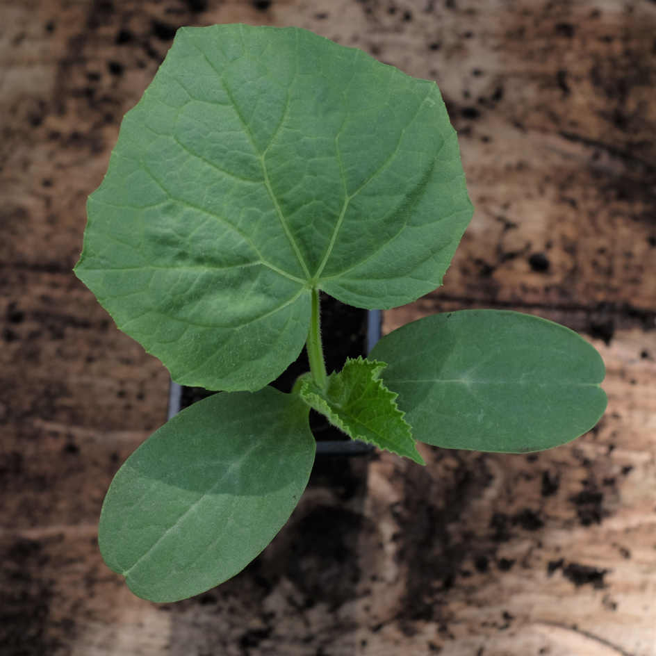 la-bo-te-graines-concombre-le-g-n-reux-graines-l-gumes-bio-productif image 4