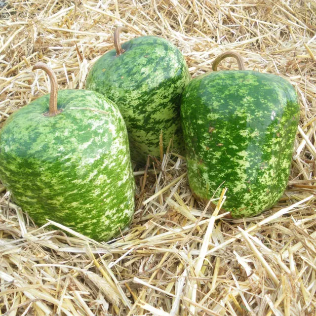 la-bo-te-graines-gourde-apple-bio-graines-fleurs-d-corative image 1